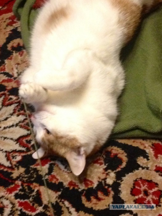 Котовторник 12.11.2013