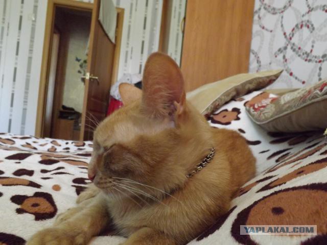 Котовторник   31.12.  2013