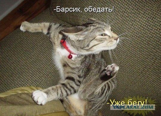 Веселые картинки? а так же комментарии)