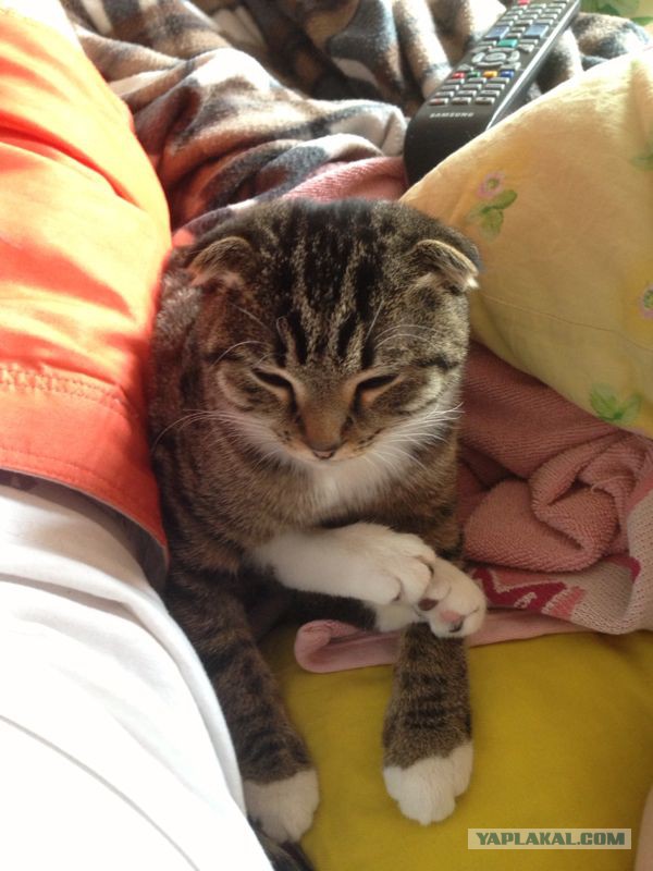 Котовторник  08.04.2014