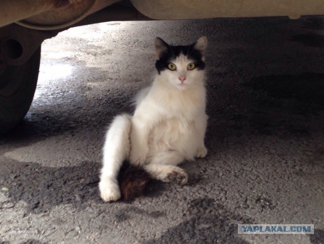 Котовторник 02.09.2014