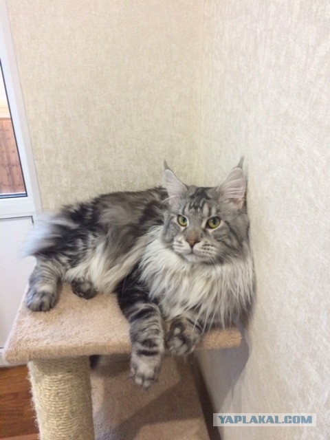 Котовторник 21.10.2014