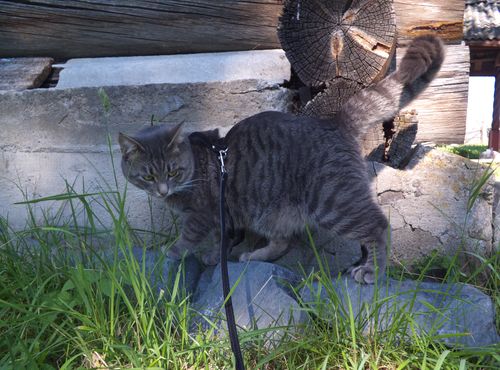 Котовторник 27.01.2015