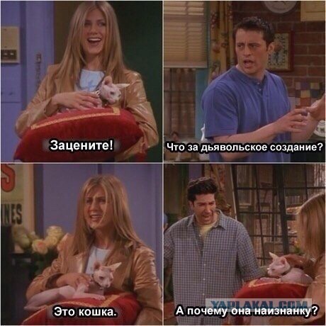 Если есть кошачье ню, то оно выглядит вот так...