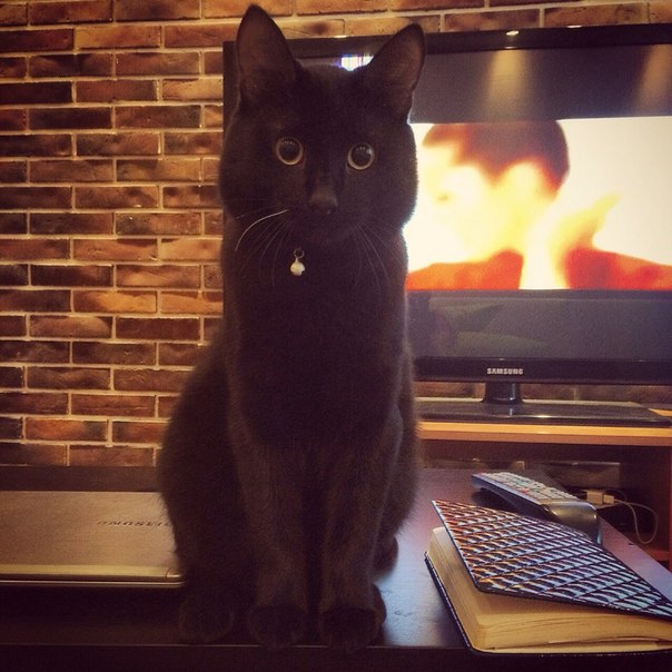 Котовторник 31.03.2015