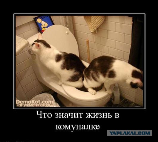 Котовторнику посвящается.
