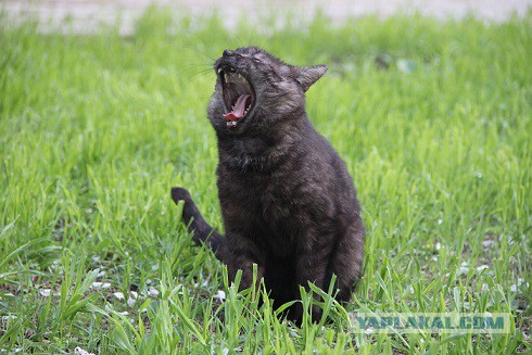Котовторник