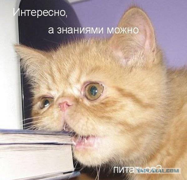 41 веселая картинка