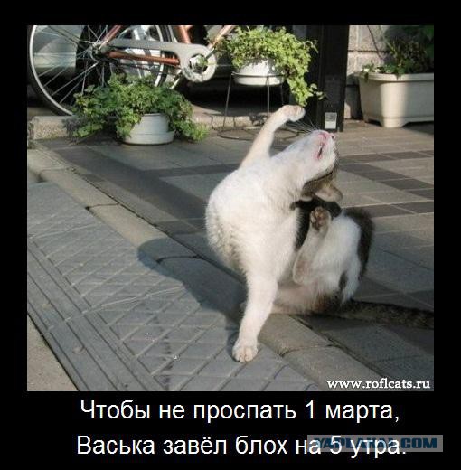 Известные котомемы.