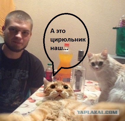 Я не толстый! У меня просто "шерсть широкая"