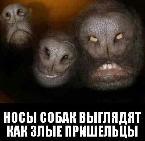 Фотографическая повесть «Нос»