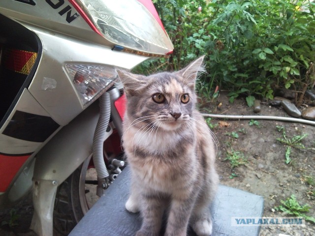 Котовторник наступил!:)