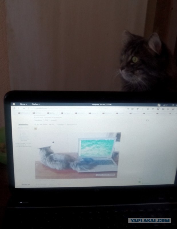 Котовторник  27.10.2015