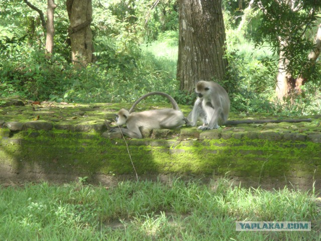 Самостоятельное путешествие в Шри-Ланку