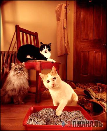 Коты, кошки, котята