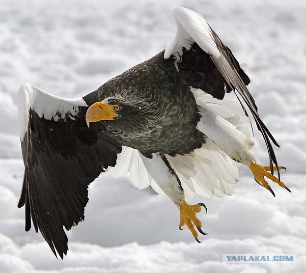 Каких птиц вы видите в городе?