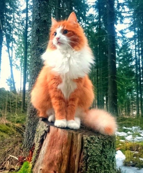 Мохнатые беспредельщики