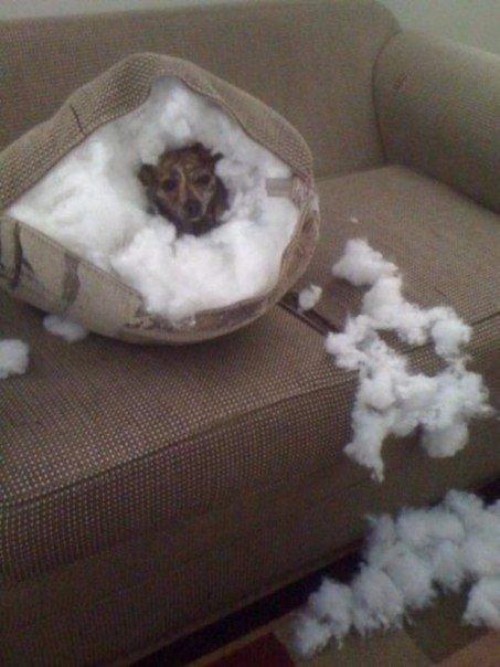 Прикольные животные
