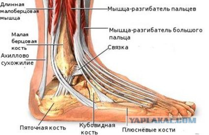 Исчезновение и трагическая гибель Лисанн Фрон и Крис Кремерс