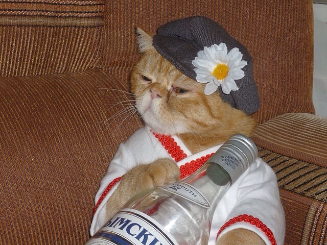 Коты из сети