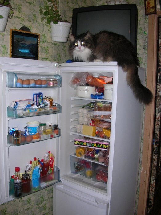 Коты из сети