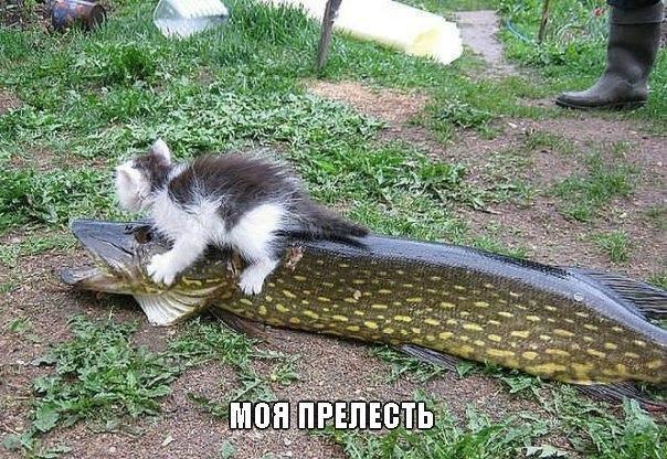 30 картинок на тему рыбалки