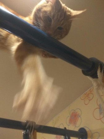 Котовторник  31.01.2017