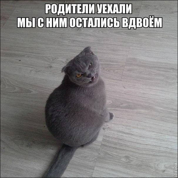 Коты и Кошки