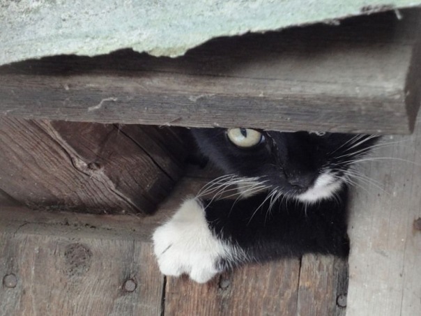 Коты и Кошки
