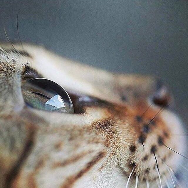 Коты и Кошки