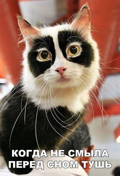 Коты и Кошки