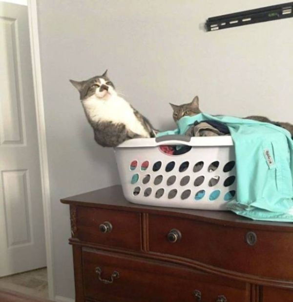 Коты и Кошки