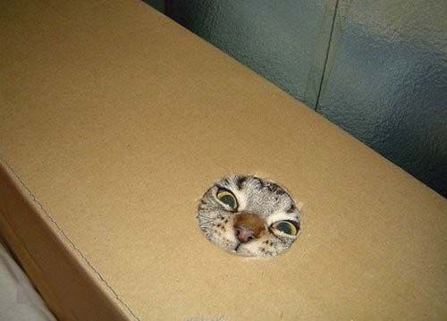 Прикольные коты на среду! ОЧЕНЬ МНОГО!