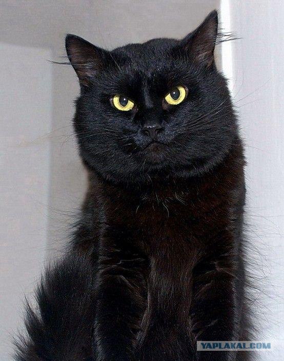 Котовторник в ЯПонии (58 фот)