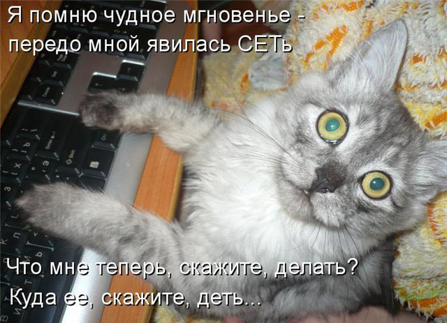 Котовторник 15.02.2011