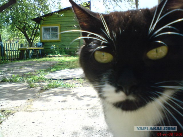 Первый котовторник октября