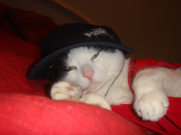 Котовторник (14.02.2012)