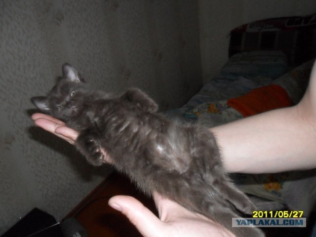 Котовторник! 13.03.2012