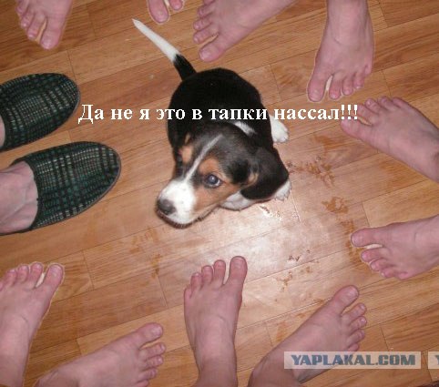 Собакочетверг