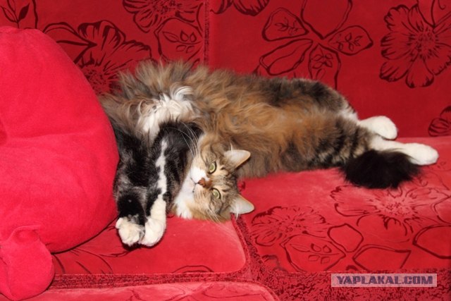Котовторник 10.04.2012