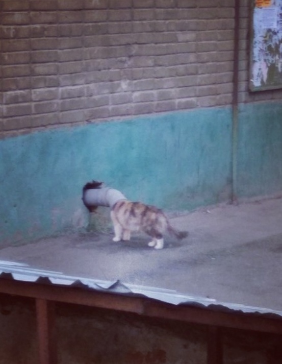 Коты из сети