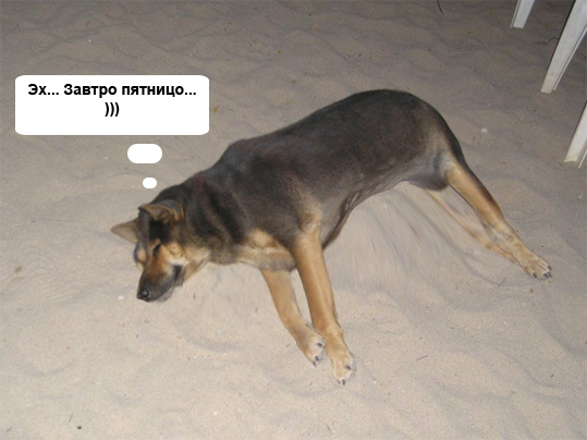 Фотожаба: О чем же думает собака?....