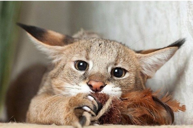 Забавные животные