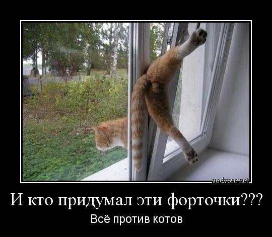Коты - это жидкость