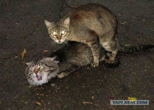 Злой кот
