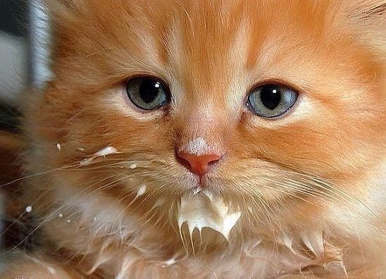 Чуток картинок не про вирус  18.0.  Животные