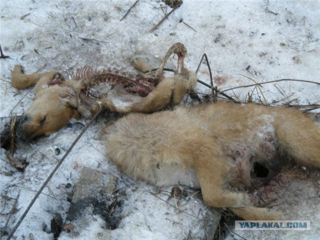 Бойцовская собака без намордника в фотосалоне