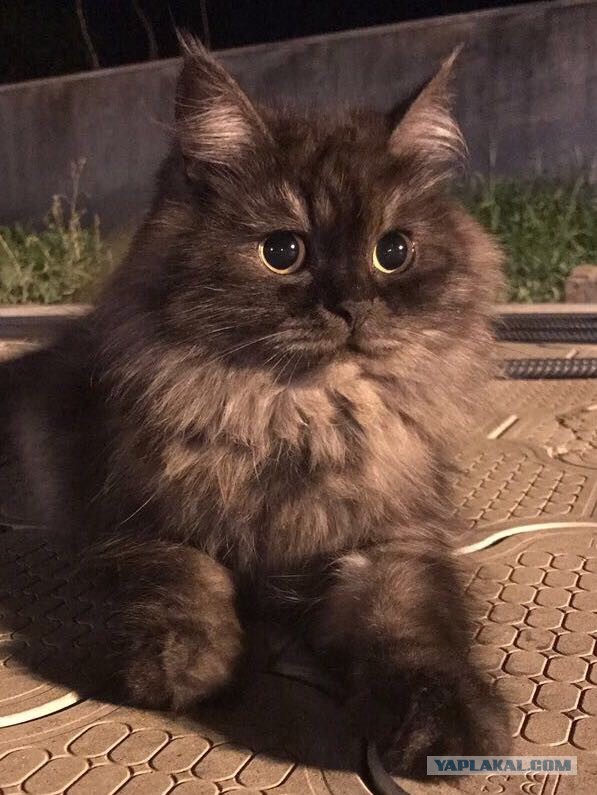 Котовторник. Поговорим о кличках, друзья