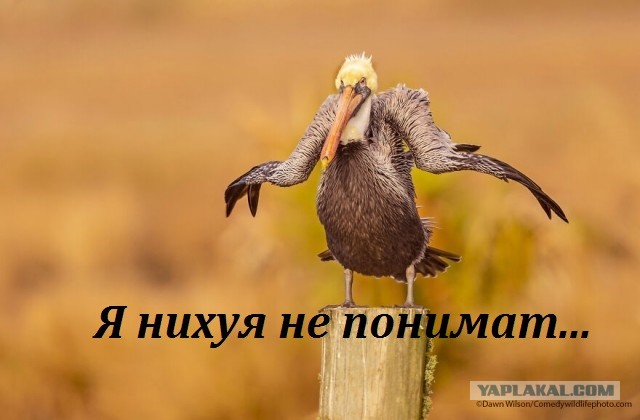 Лучшие фото конкурса Comedy Wildlife Photography Awards 2021