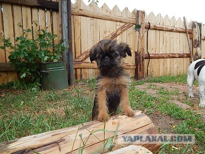 Собачий четверг же